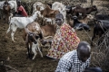 FAO in the 2021 humanitarian appeals